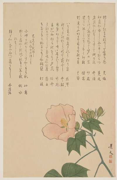 Confederate Rose, c. 1818-1829 by John Thomas Barber Beaumont